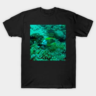 wrasse fish T-Shirt